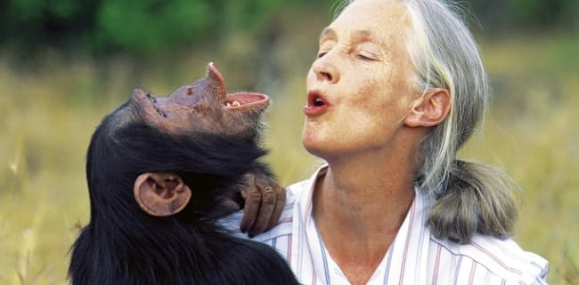 Jane Goodall hält einen Schimpansen