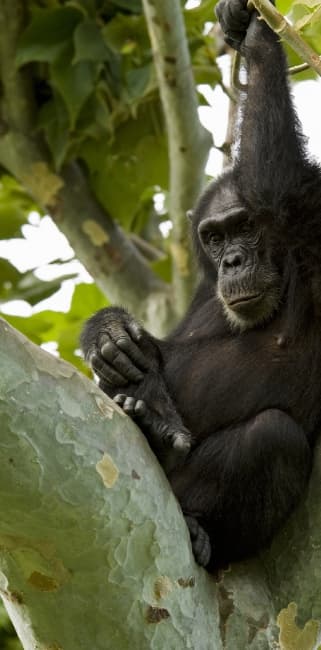 Schimpanse sitzt auf einem Baumast in Tansania